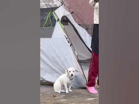 HOMELESS PUPPIES / SKID ROW CLOTHING DROP #homelessoutreach - YouTube