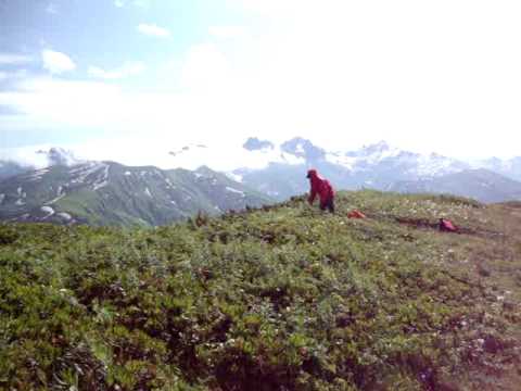 Безобидные травники