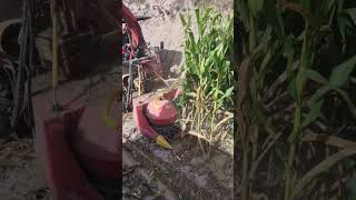 Senrui 4QZ-2000C Small Kernel Breakage Silage Machine #forageharvester #silage #silageharves #forage
