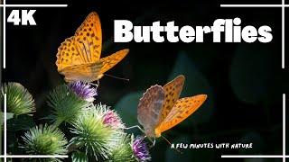 Butterflies | Flowers and  Butterflies | Flying Butterflies