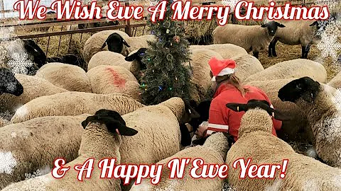 Sheep Farming: A Christmas Storm!