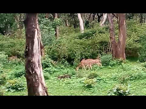 Gudalur Forest Travel Video | Tamil Nadu - India