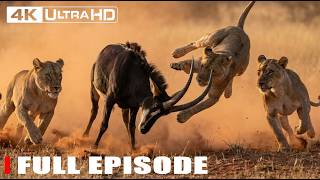 Wild Ruaha | Africa's Toughest Fight for Survival | FULL EPISODE | Wildlife Documentary