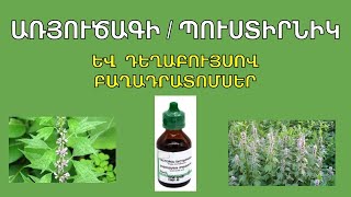 Առյուծագի (Пустырник) դեղաբույսը  բազմաթիվ հիվանդությունների ժամանակ․․․