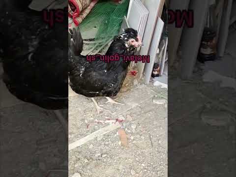 دل مارا که بردی حلالت شود خاص مولوی    استان چهارمحال بختیاری شهرکرد خاص