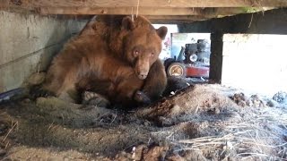 Watch a Man Confront a Brown Bear Napping Under His Deck