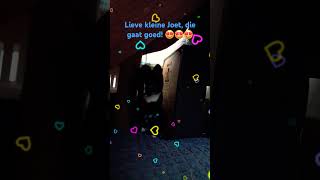 Download Lagu Onze kitten Joet, die gaat super goed. So good and so cute 😍😍😍 #kitten #cats #fun #animals MP3