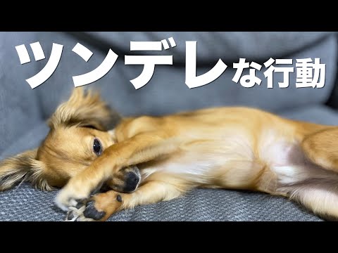 犬がするツンデレな行動 犬 行動 意味 ツンデレ 甘える Youtube 犬がするツンデレな行動 犬 行動 意味 ツンデレ 甘える Youtube