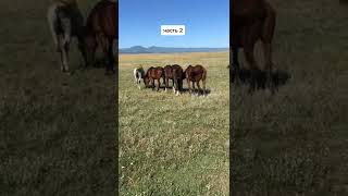 Son Meets Herd P.2