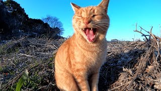 公園のはずれでひっそりと暮らす野良猫達