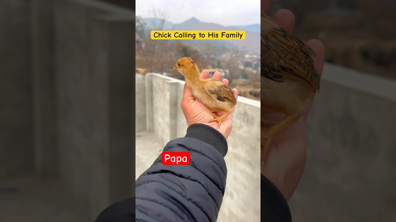 Meet With Grand Father Of Cute Chick🐥