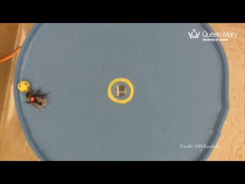 A hole in one: ball-rolling bees reveal complex learning