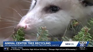 Tinsel to treat: Oatland rescue center recycles Christmas trees for animals