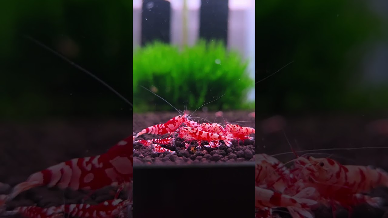 THIS is what the Shrimp hobby is all about