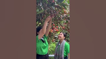 Cồn Sơn Cần Thơ #7 | Mùa này Cồn Sơn có trái cây gì