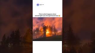 This is what happens when sunset light cuts through forest haze 🥰🥹 #skyglow #sunhalo #skyglow