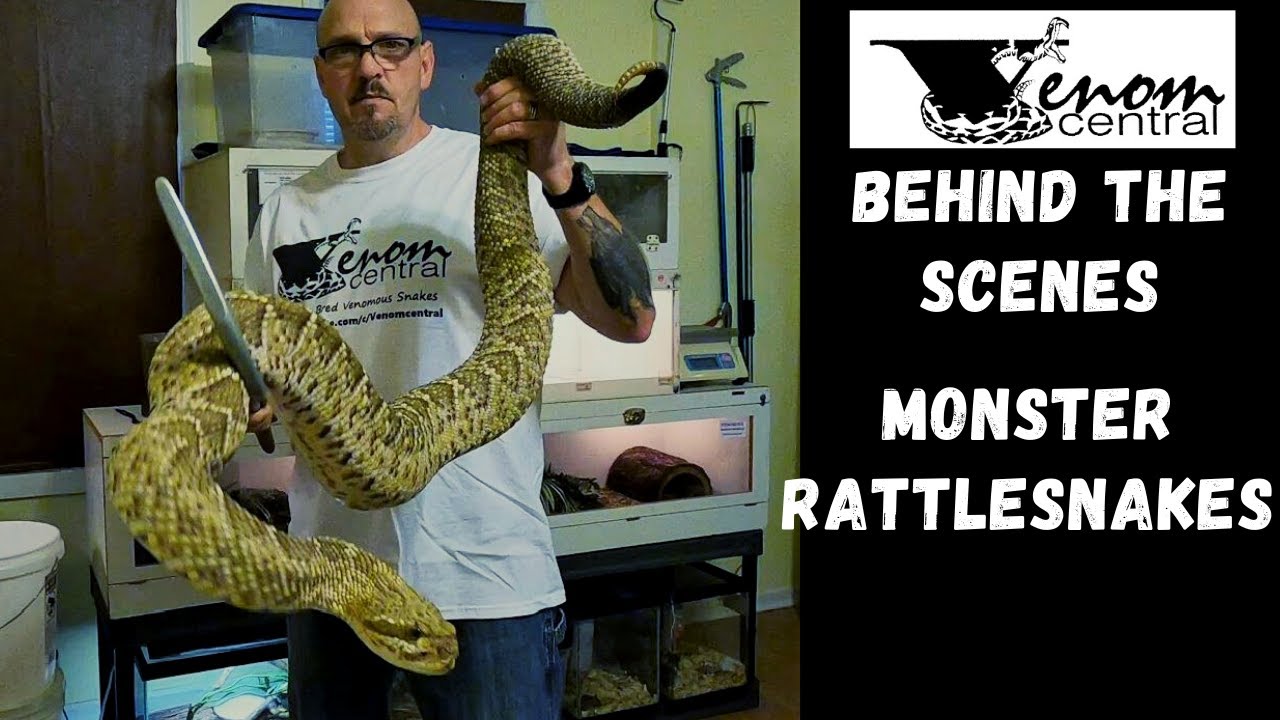 Behind the Scenes Venomous Snakes | Feeding MONSTER Rattlesnakes