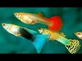 All about guppies |     Home breed guppies |   Information about guppies | Tamil |