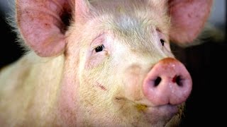 Scientists Attempt to Harvest Human Organs in Pigs