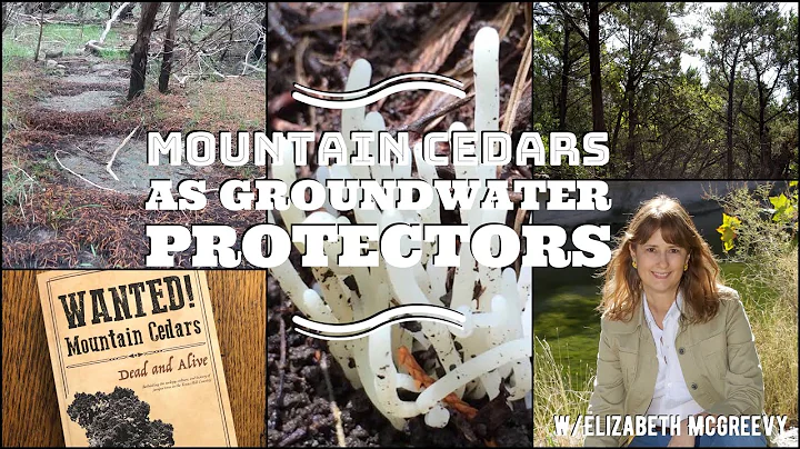 Mountain Cedars as Groundwater Protectors with Eli...