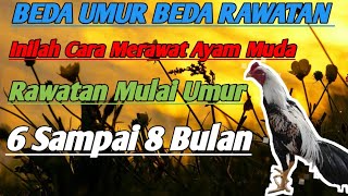 Beda umur Beda rawatan, inilah Cara Merawat Ayam bangkok Umur 6 bulan ke atas.