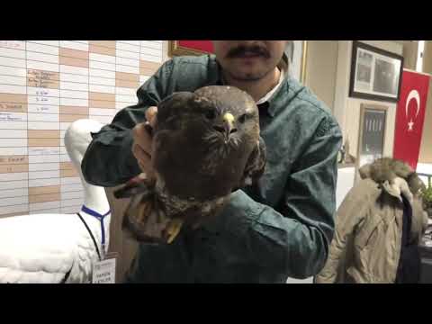 This Eagle set a new high for STABILIZATION!