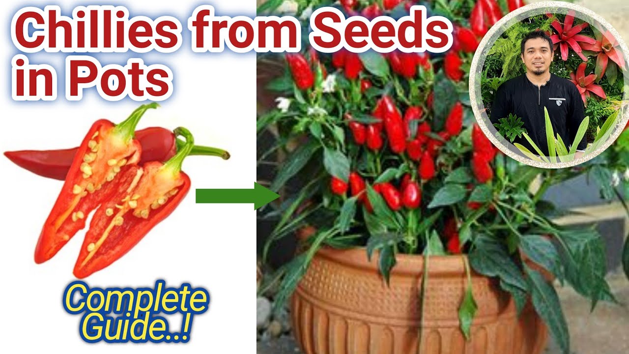 How to grow chillies from seeds, how to plant chilli in pot, how to plant Chillies from seeds in