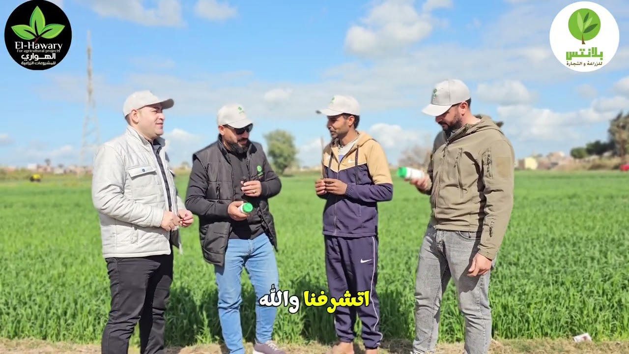 #القمح تجربة مركب ميجما كومبي ألفابحضور الدعم الفني للاستفسار وطلب المنتج01221483587 واتس01000233989