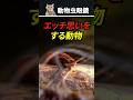 変な思いをする動物