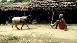 Tahan pukul ini kakek