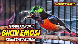 PANCINGAN KONIN GACOR FULL ISIAN ROLL TEMBAK !! MASTERAN KOLIBRI NINJA BAHAN AGAR CEPAT EMOSI