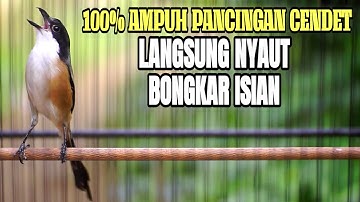SUARA BURUNG CENDET GACOR FULL TEMBAKAN BONGKAR ISIAN MEWAH MATERI KEKINIAN