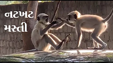 વાંદરાઓની મસ્તી | Monkey Masti Video