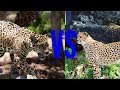 Леопард против гепарда. Leopard against cheetah. Животные. Батл животных.