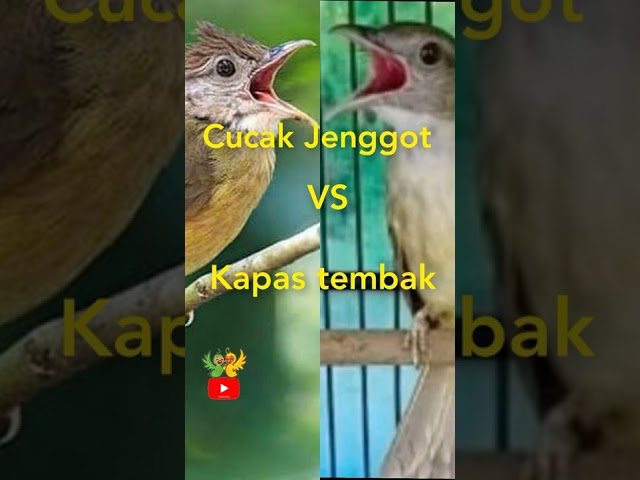 Cucak Jenggot vs kapas tembak gacor jernih class=