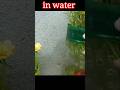 Technique planting portulaca ,tasbijiya flower grow in water #gardening #new #trending