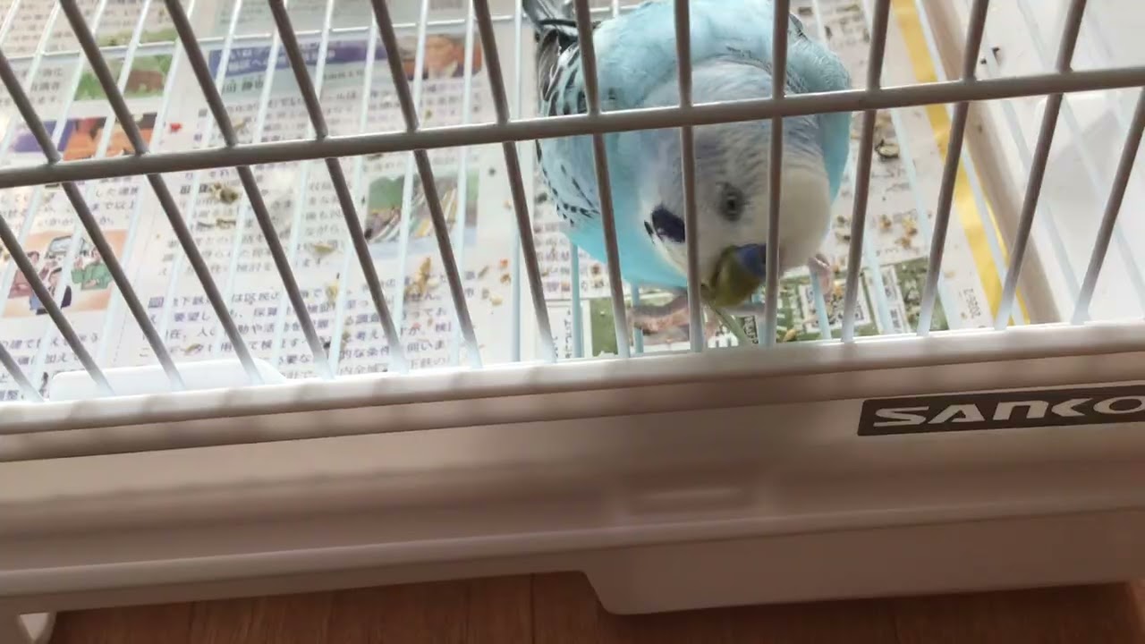 Mm birbs in the cage be like: