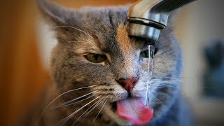 Cats Love The Water 😻💧 Cute Cats And Water (Part 2) [Epic Life]