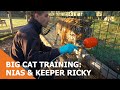 Big Cat Training: Nias the Sumatran Tiger & Keeper Ricky