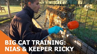 Big Cat Training: Nias the Sumatran Tiger & Keeper Ricky