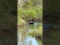 Bear Cub Chronicles #2. #blackbears #bearcubs #creekcrossing