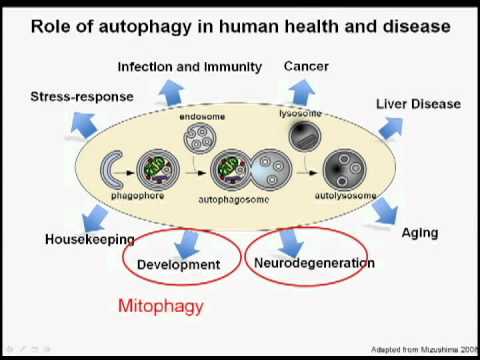 Hot Topic in Biochemistry: Role of autophagy by Sharon Tooze