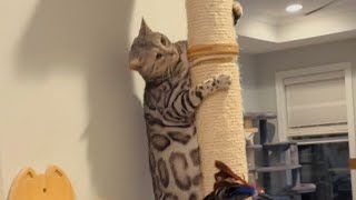 Awesome cat wall climbing and play time!
