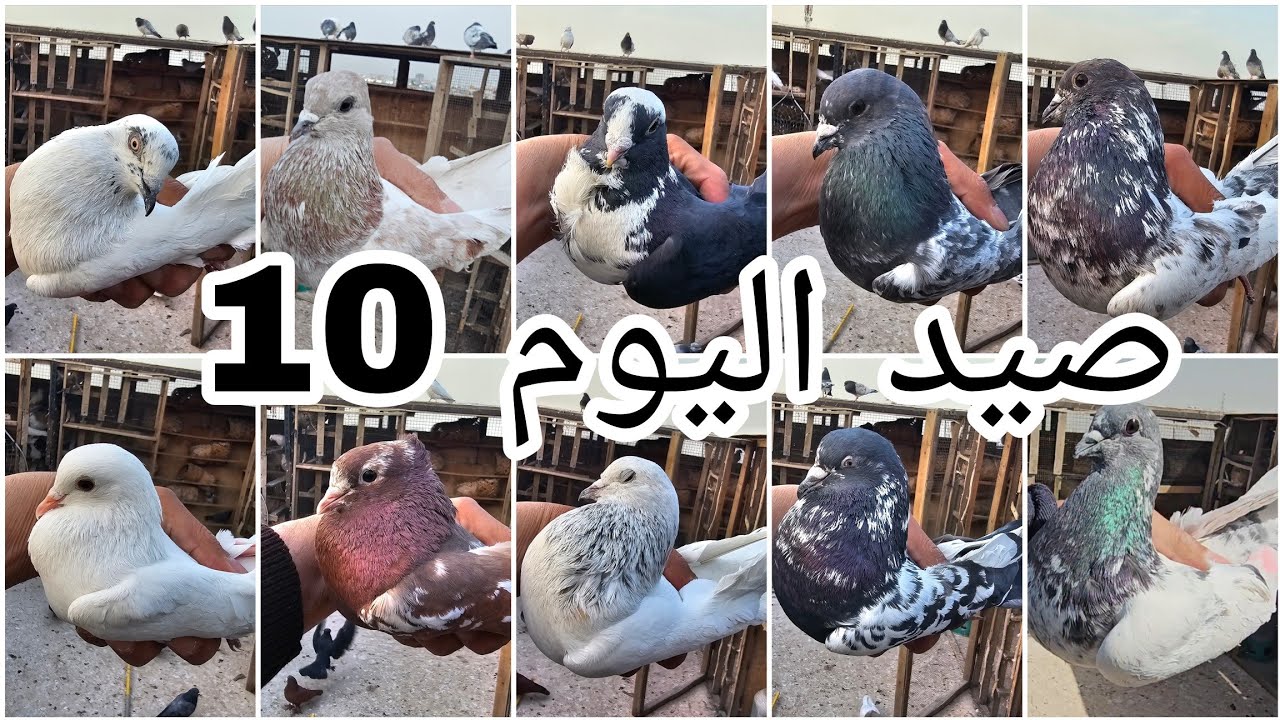 صيد اليوم 10 😘 اكشن شباب اليوم الصيد❤️🤍❤️