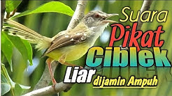 SUARA PIKAT CIBLEK LIAR....dijamin AMPUH  - Durasi: 15:08. 