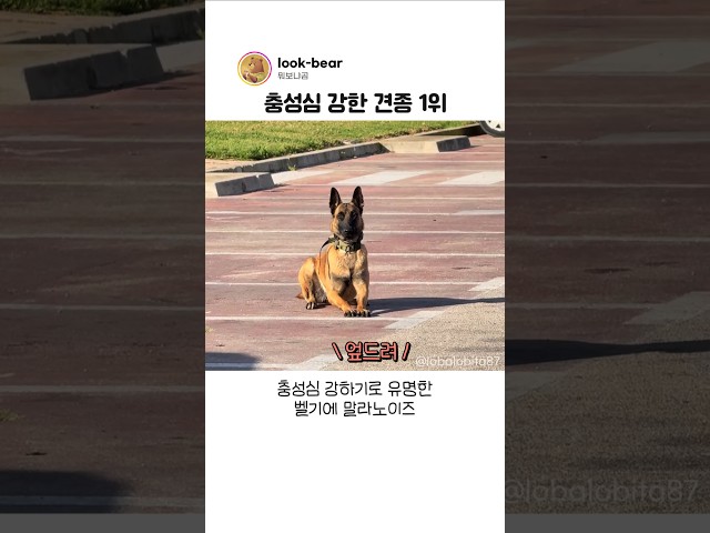 충성심 강한 댕댕이가 주인을 대하는 방식