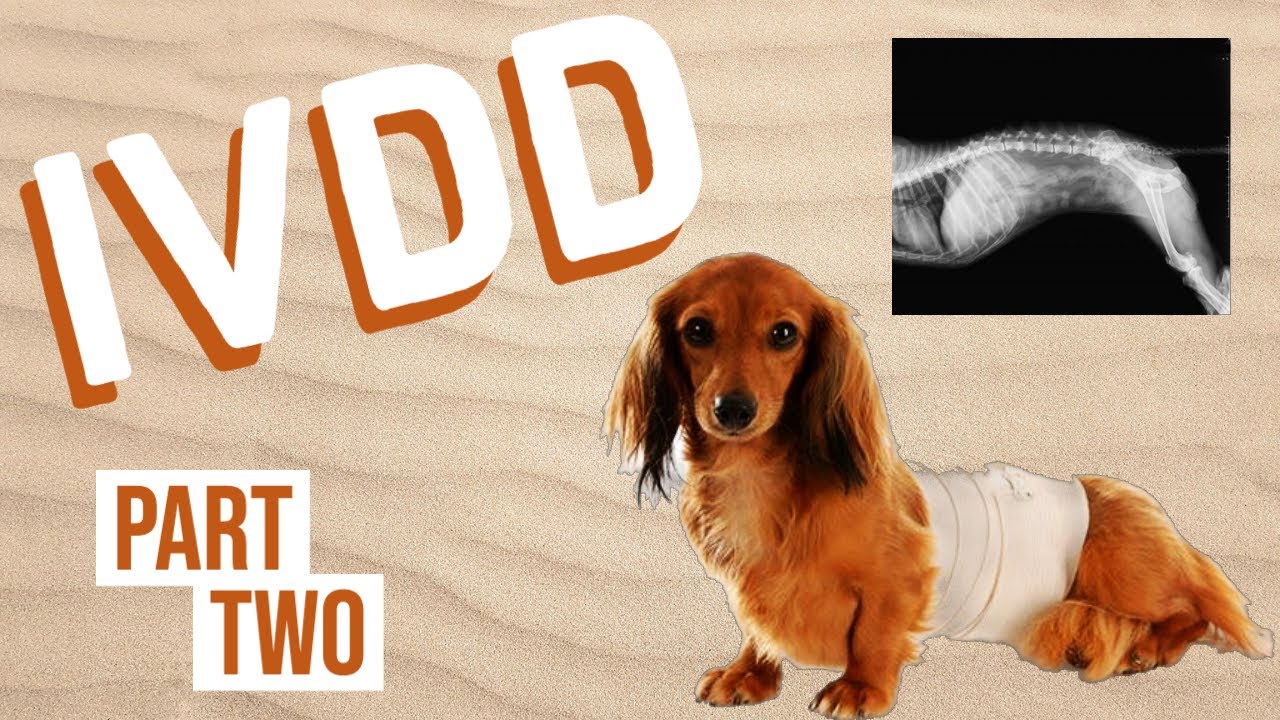 IVDD In Dogs Intervertebral Disk Disease Part Two YouTube