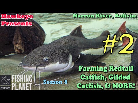 Fishing Planet #2 - S8 - Marron River, Bolivia: Farming Redtail Catfish, Gilded Catfish, & MORE!
