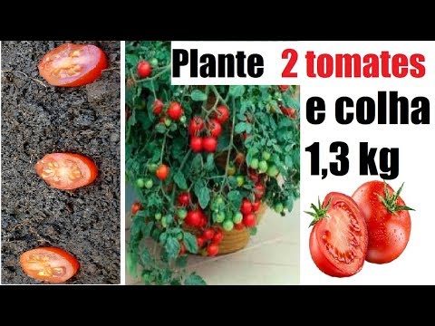 Com esta dica Plante 2 tomates cereja e colha mais de 1 KG (inicio, meio e fim)