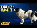 Episode 94: Pyrenean Mastiff - Wendy Ponzio from SaddleDog Farm の動画、YouTube動画。